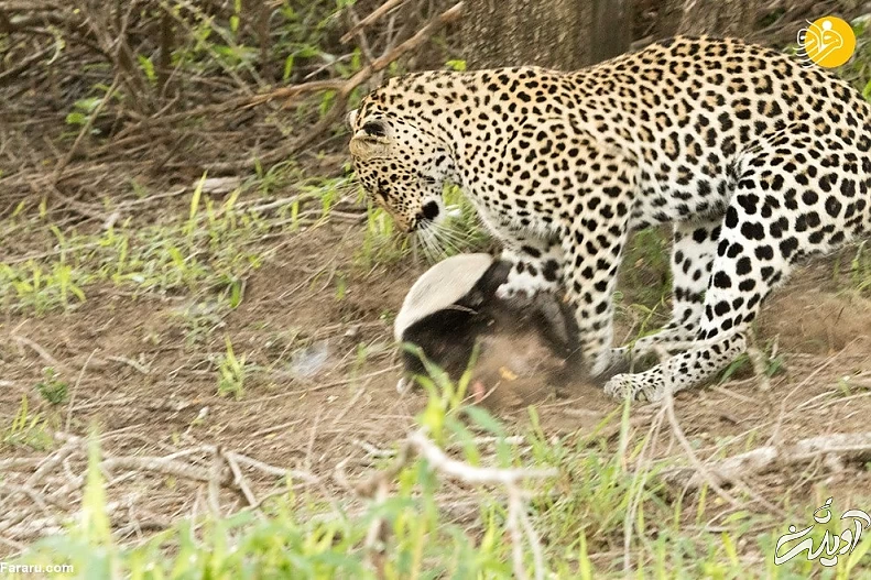 (ویدئو) حمله وحشتناک گورکن عسل&zwnj;خوار به پلنگ